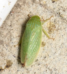 Gyponana