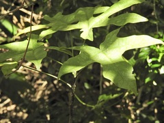 Brachychiton acerifolius