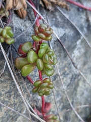Sedum oreganum