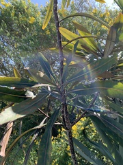 Pseudopanax crassifolius