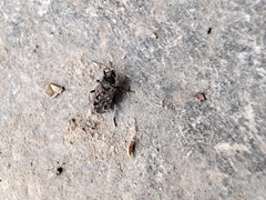 Lygaeoidea