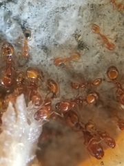 Solenopsis aurea