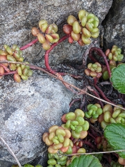 Sedum oreganum