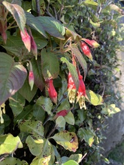 Fuchsia