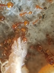 Solenopsis aurea