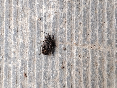 Lygaeoidea