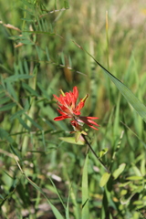 Castilleja miniata