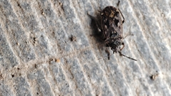 Sphragisticus nebulosus