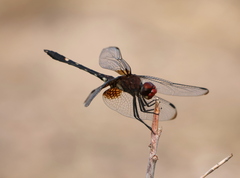 Dythemis fugax