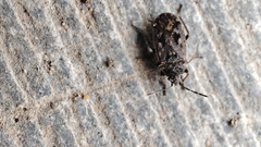 Sphragisticus nebulosus