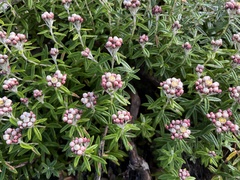 Anaphalis morrisonicola