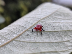 Henicolabus octomaculatus