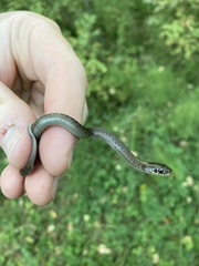 Thamnophis ordinoides