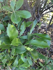 Pseudopanax colensoi