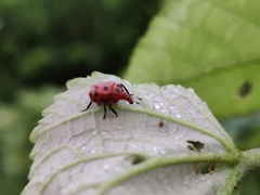 Henicolabus octomaculatus