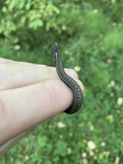 Thamnophis ordinoides