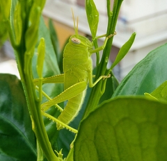 Anacridium aegyptium