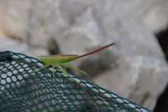 Neoconocephalus robustus