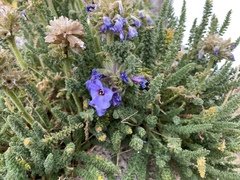 Polemonium eximium