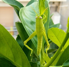 Anacridium aegyptium