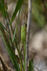 Neoconocephalus robustus