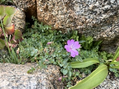 Epilobium obcordatum