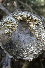 Neoantrodia serialis