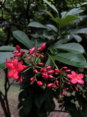 Jatropha integerrima