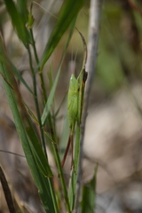 Neoconocephalus robustus