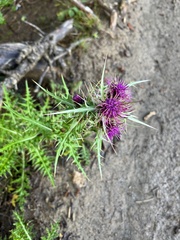 Cirsium arisanense