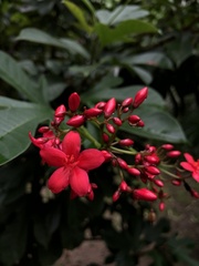 Jatropha integerrima