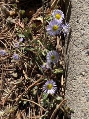 Erigeron divergens