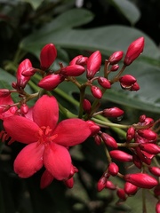 Jatropha integerrima