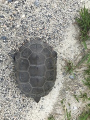 Malaclemys terrapin