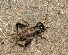 Velarifictorus micado