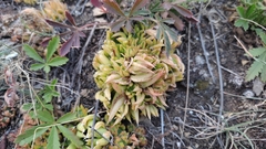 Orostachys spinosa