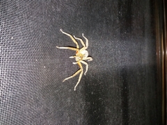 Cupiennius coccineus