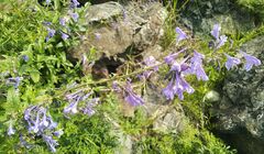 Nepeta sibirica