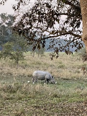 Rhinoceros unicornis
