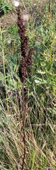 Rumex pseudonatronatus