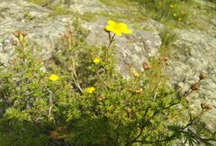 Dasiphora parvifolia