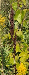 Rumex pseudonatronatus