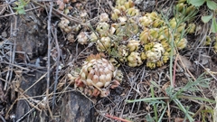 Orostachys spinosa