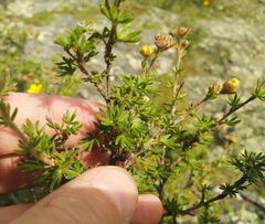 Dasiphora parvifolia