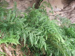 Pteris dentata