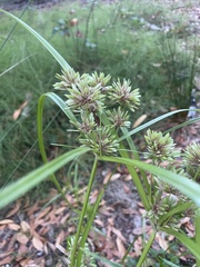 Cyperus