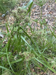 Cyperus