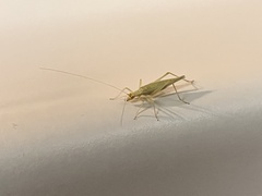 Oecanthus