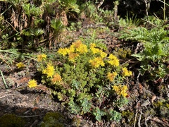Sedum morrisonense