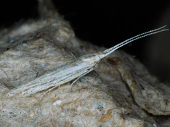 Coleophora quadruplex